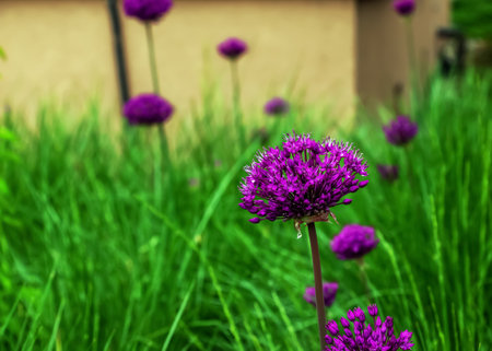 Blooming purple ornamental onion Allium hollandicum, Purple Sensation against the green grass backgroundの写真素材