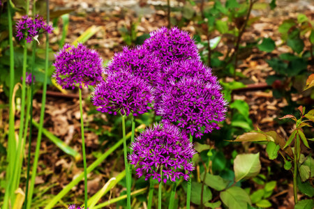 Blooming purple ornamental onion Allium hollandicum, Purple Sensation against the green grass backgroundの写真素材