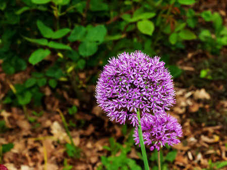 Bright lilac blooming aflatuni onion Latin name Allium aflatunenseの写真素材