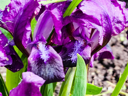 Pygmy iris or dwarf iris Pumila Hybrida Caerulea blooming with single purple blooms. Iris pumila. Wild flowers on the flowerbed in spring.の写真素材