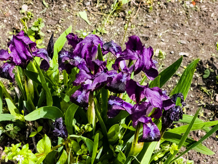 Pygmy iris or dwarf iris Pumila Hybrida Caerulea blooming with single purple blooms. Iris pumila. Wild flowers on the flowerbed in spring.の写真素材