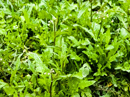 Green white flower weed grass shepherds purse or Capsella bursa pastoris as background imageの写真素材