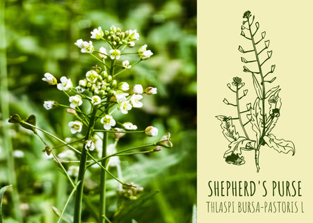 SHEPHERD'S PURSE. Latin name THLASPI BURSA-PASTORIS L. Photo and illustration collage of shepherd's purse grass Capsella bursa pastoris.の写真素材