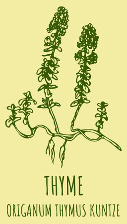 Drawings ORIGANUM THYMUS. hand drawn illustration. Latin name Thymus vulgaris L.のイラスト素材