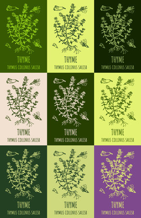Set of drawing of ORIGANUM THYMUS in various colors. hand drawn illustration. Latin name Thymus vulgaris L..のイラスト素材