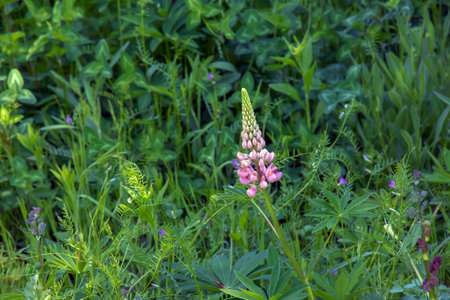 Purple lupine flowers, Lupinus arcticus, in a green field, under warm spring sunlight.の写真素材