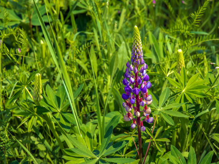 Purple lupine flowers, Lupinus arcticus, in a green field, under warm spring sunlight.の写真素材