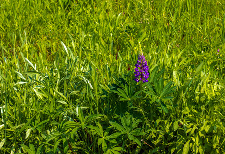 Purple lupine flowers, Lupinus arcticus, in a green field, under warm spring sunlight.の写真素材