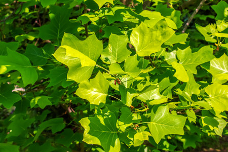 Tulip tree branches with flowers and buds. Latin name Liriodendron tulipifera Lの写真素材