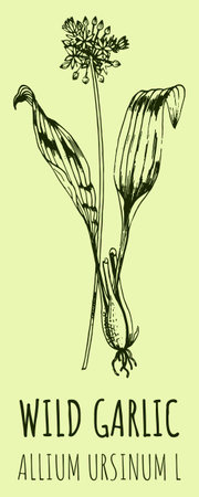 Drawings WILD GARLIC. hand drawn illustration. Latin name ALLIUM URSINUM L.のイラスト素材