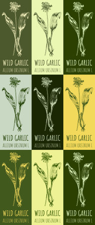 Set of drawing of WILD GARLIC in various colors. hand drawn illustration. Latin name ALLIUM URSINUM L.のイラスト素材