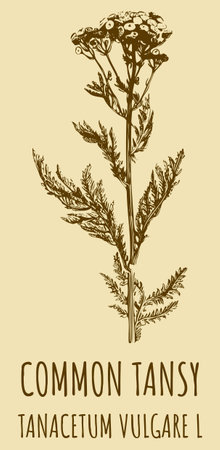 Drawings of COMMON TANSY. hand drawn illustration. Latin name TANACETUM VULGARE L.のイラスト素材