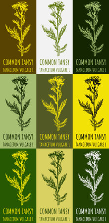 Set of drawings of COMMON TANSY in different colors. hand drawn illustration. Latin name TANACETUM VULGARE L.のイラスト素材