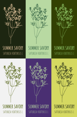 Set of drawing of SUMMER SAVORY in various colors. hand drawn illustration. Latin name SATUREJA HORTENSIS L.のイラスト素材