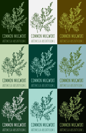 Set of drawing of COMMON MUGWORT in various colors. hand drawn illustration. Latin name ARTEMISIA ABSINTHIUM L.のイラスト素材