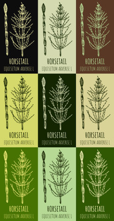 Set of drawings FIELD HORSETAIL in different colors. hand drawn illustration. Latin name EQUISETUM ARVENSE L.のイラスト素材
