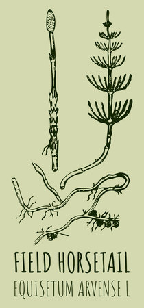 Drawings of FIELD HORSETAIL. hand drawn illustration. Latin name EQUISETUM CALDERI B.のイラスト素材