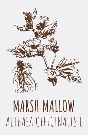 Drawings of MARSH MALLOW. hand drawn illustration. Latin name ALTHAEA OFFICINALIS L.のイラスト素材
