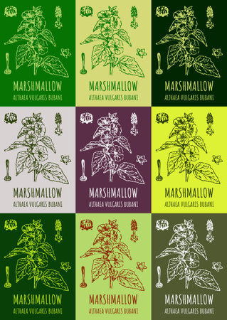 Set of drawings MARSH MALLOW in different colors. hand drawn illustration. Latin name ALTHAEA OFFICINALIS L.のイラスト素材