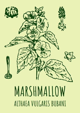 Drawings of MARSH MALLOW. hand drawn illustration. Latin name ALTHAEA OFFICINALIS L.のイラスト素材