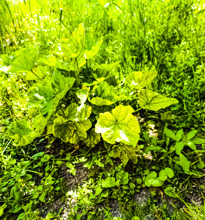 A bush of common mallow on a windy May day. The mallow has not released flower buds yet.の写真素材