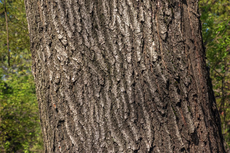 Oak bark close-up. The texture of the trunk of the Quercus petraea oak or Georgian oak. Background from living wood. Skin of the forest nature.の写真素材