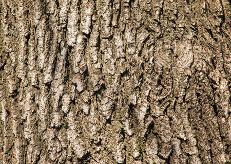 Oak bark close-up. The texture of the trunk of the Quercus petraea oak or Georgian oak. Background from living wood. Skin of the forest nature.の写真素材