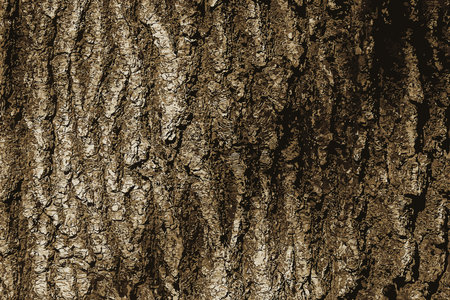 Realistic illustration of oak bark close up. The texture of the trunk of the Quercus petraea oak or Georgian oak. Background from living wood. Skin of the forest nature.の写真素材