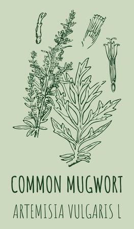 Drawings COMMON MUGWORT. hand drawn illustration. Latin name ARTEMISIA VULGARIS L.のイラスト素材