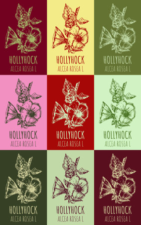 Set of drawing of HOLLYHOCK in various colors. hand drawn illustration. Latin name ALCEA ROSEA L.のイラスト素材