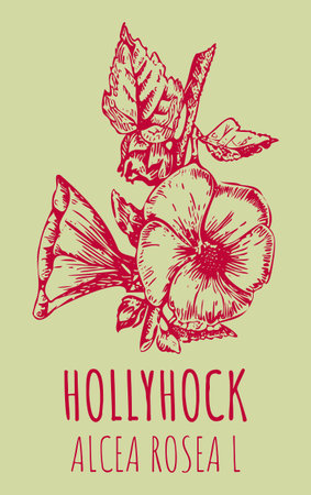 Drawings HOLLYHOCK. hand drawn illustration. Latin name ALCEA ROSEA L.のイラスト素材