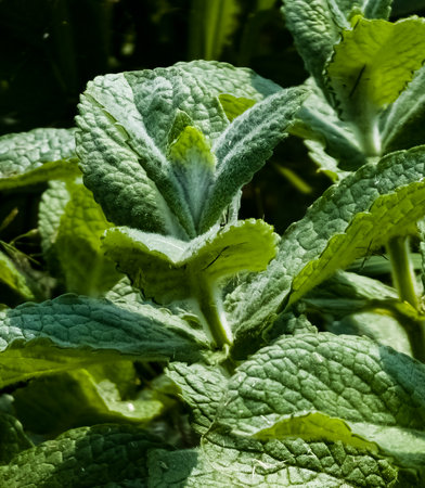 Mint close-up in the garden. Apple mint, or Mentha suaveolens, or downy mint are herbal plants that are rich in health benefits.の写真素材