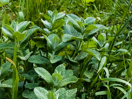 Mint close-up in the garden. Apple mint, or Mentha suaveolens, or downy mint are herbal plants that are rich in health benefits.の写真素材