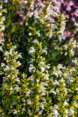 Beautiful Flower, Purple Sage Flowers or Salvia Flowers with Green Leaves in The Garden.の写真素材