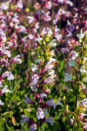 Beautiful Flower, Purple Sage Flowers or Salvia Flowers with Green Leaves in The Garden.の写真素材