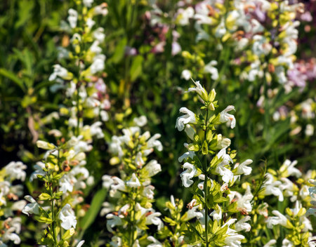 Beautiful Flower, Purple Sage Flowers or Salvia Flowers with Green Leaves in The Garden.の写真素材