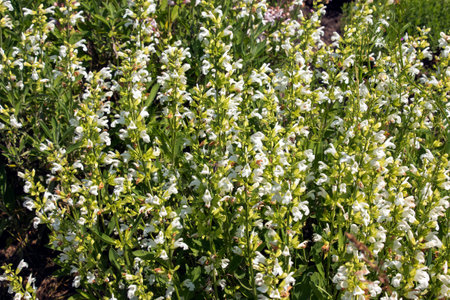 Beautiful Flower, Purple Sage Flowers or Salvia Flowers with Green Leaves in The Garden.の写真素材