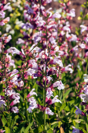 Beautiful Flower, Purple Sage Flowers or Salvia Flowers with Green Leaves in The Garden.の写真素材