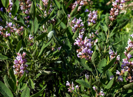 Beautiful Flower, Purple Sage Flowers or Salvia Flowers with Green Leaves in The Garden.の写真素材