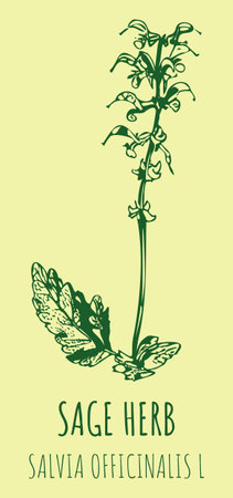 Drawings sage. hand drawn illustration. Latin name Salvia officinalis L.のイラスト素材