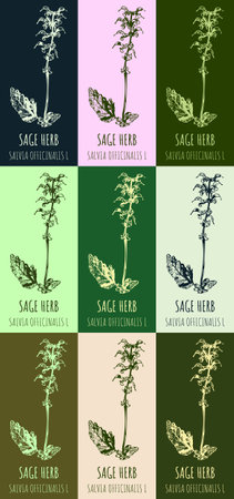 Set of drawing of sage in various colors. hand drawn illustration. Latin name Salvia officinalis L.のイラスト素材
