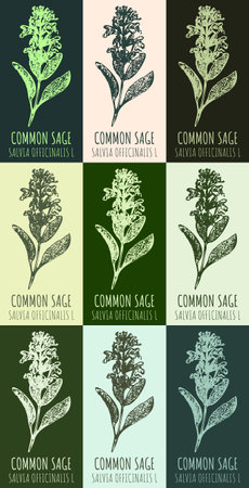 Set of drawing of sage in various colors. hand drawn illustration. Latin name Salvia officinalis L.のイラスト素材