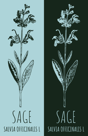 Drawings sage. hand drawn illustration. Latin name Salvia officinalis L.のイラスト素材