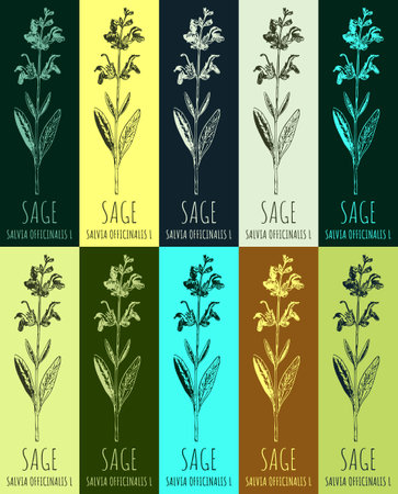 Set of drawing of sage in various colors. hand drawn illustration. Latin name Salvia officinalis L.のイラスト素材