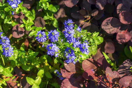 Blue flowers veronica chamaedrys close up on a meadow in sunny weatherの写真素材