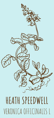 Drawings HEAT SPEEDWELL. hand drawn illustration. Latin name VERONICA OFFICINALIS L.のイラスト素材