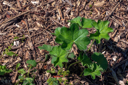 Alchemilla vulgaris, lady's mantle, herbaceous perennial plant. green background. Leaves with a wavy edge. Yellow-green flowers are collected in inflorescences umbrellasの写真素材