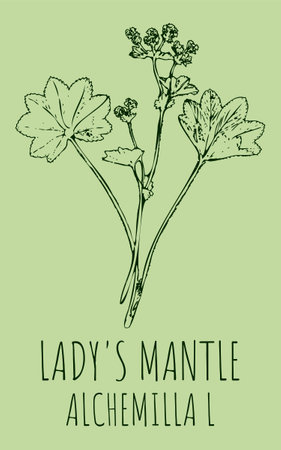 Drawings LADY'S MANTLE. hand drawn illustration. Latin name Alchemilla vulgaris L.のイラスト素材