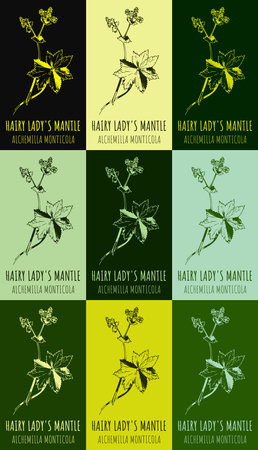 Set of drawing of HAIRY LADY'S MANTLE in various colors. hand drawn illustration. Latin name Alchemilla monticola.のイラスト素材