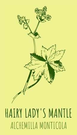 Drawings HAIRY LADY'S MANTLE. hand drawn illustration. Latin name Alchemilla monticola.のイラスト素材